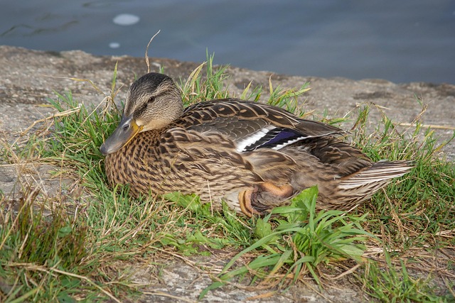 Krydsord for begyndere: 7 fejl du skal undgå