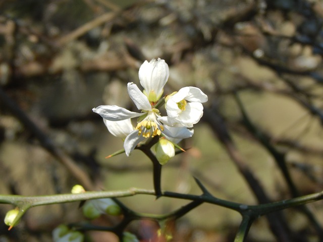 Citrontræets blomsterpragt: En duftende oase i haven