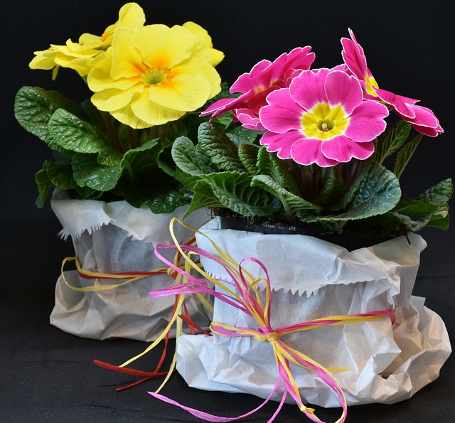 Den fortryllende verden af Primula: En guide til at vælge og dyrke disse farverige blomster